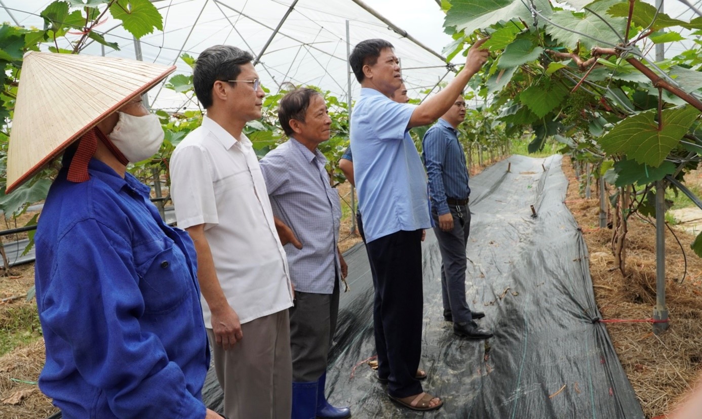 Kiểm tra tiến độ xây dựng mô hình trồng nho Hạ Đen chất lượng cao trên địa bàn thành phố Thái Nguyên