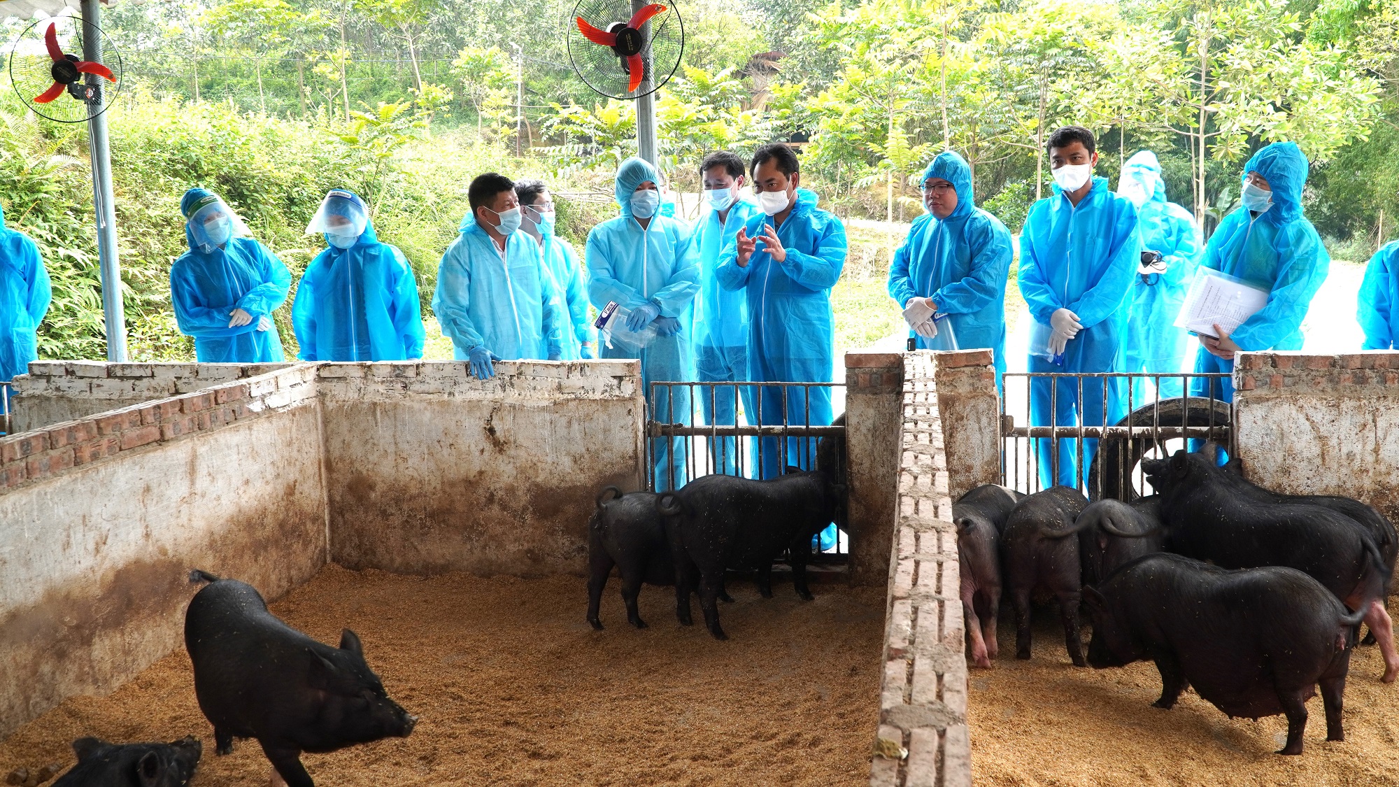 Chủ tịch UBND tỉnh Trịnh Việt Hùng thăm mô hình nghiên cứu chăn nuôi lợn có bổ sung nguyên liệu chè xanh