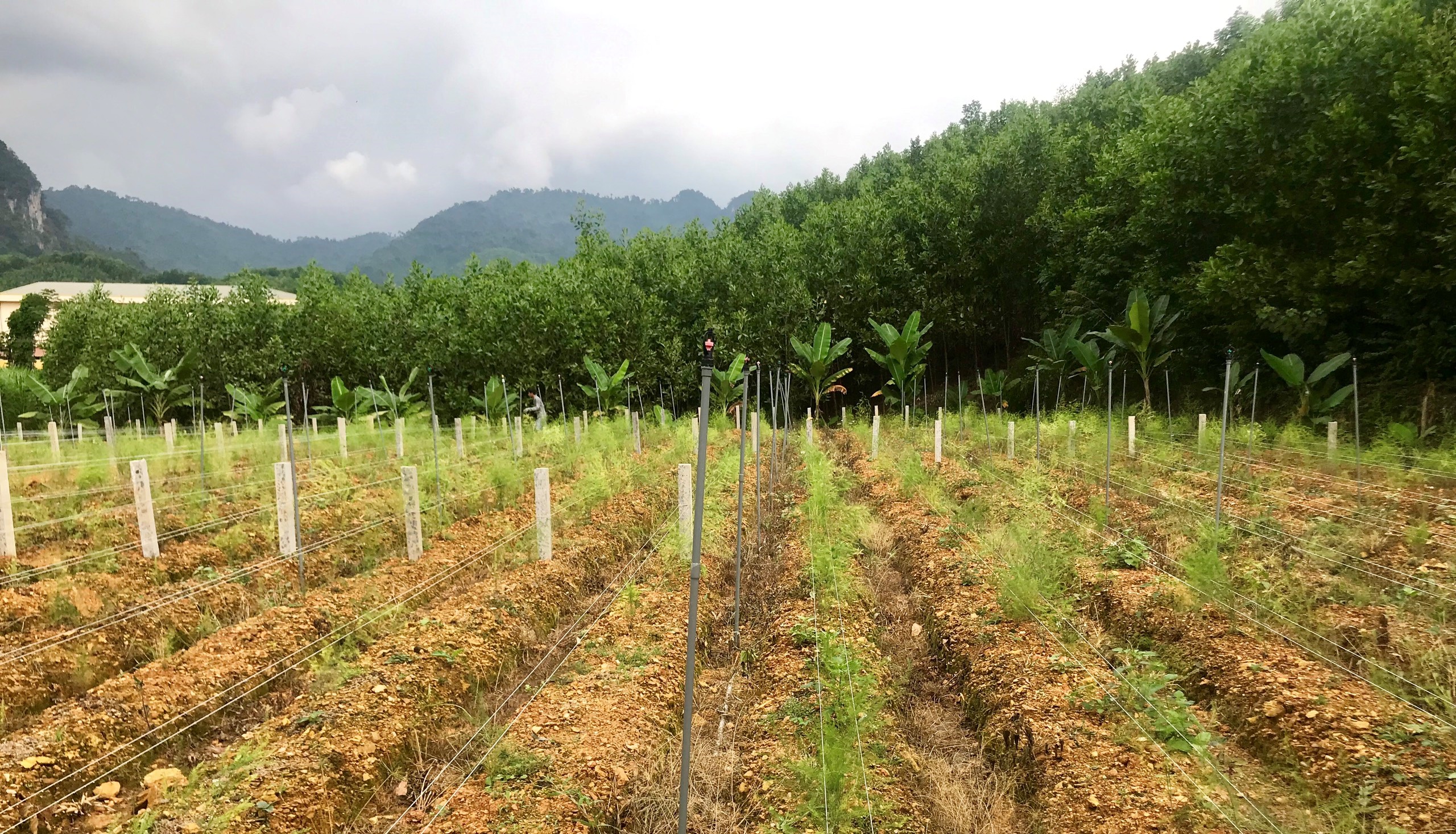 Kiểm tra nghiệm thu mô hình trồng măng tây thương phẩm tại Thái Nguyên