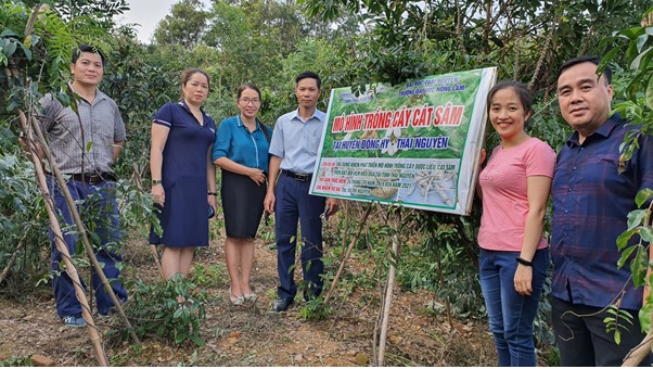 Kiểm tra và nghiệm thu mô hình trồng cây dược liệu Cát sâm tại tỉnh Thái Nguyên