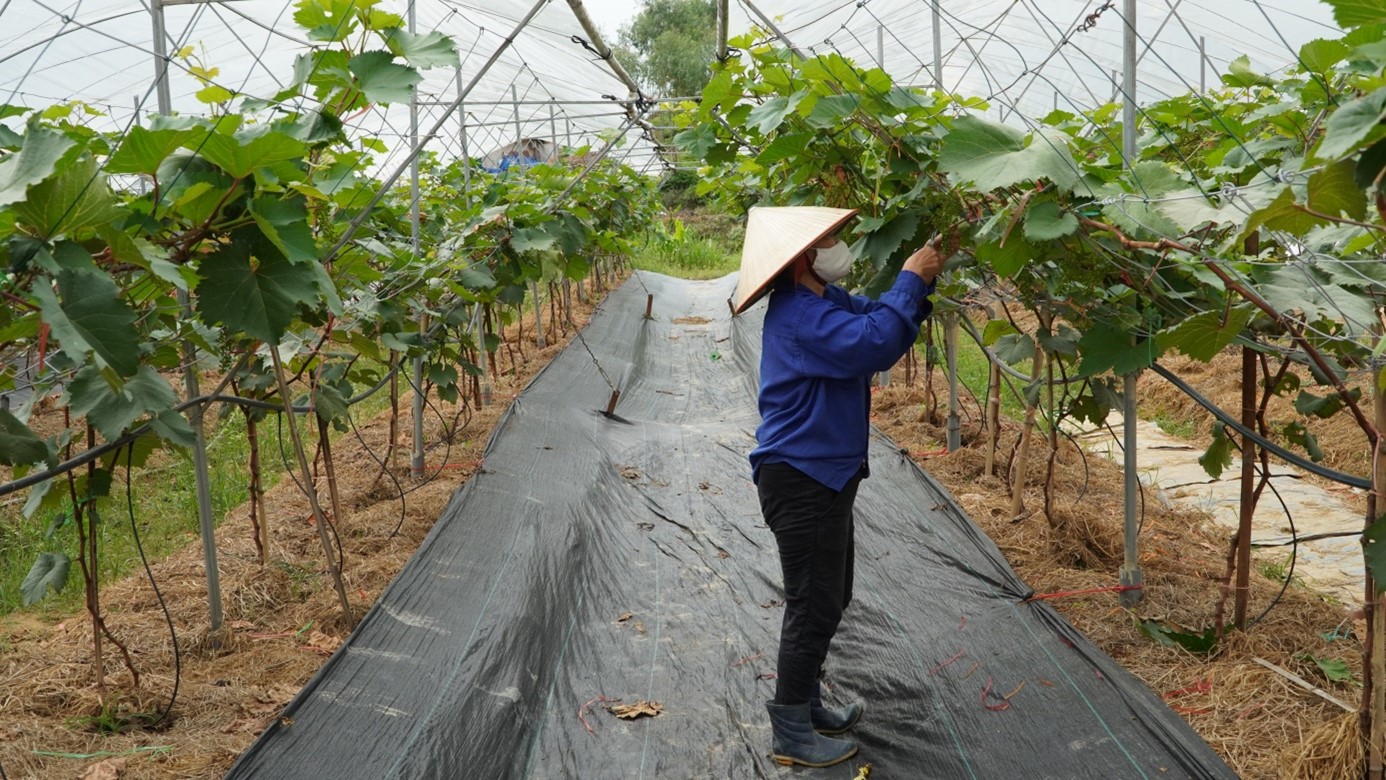 Kiểm tra tiến độ xây dựng mô hình trồng nho Hạ Đen chất lượng cao trên địa bàn thành phố Thái Nguyên -1