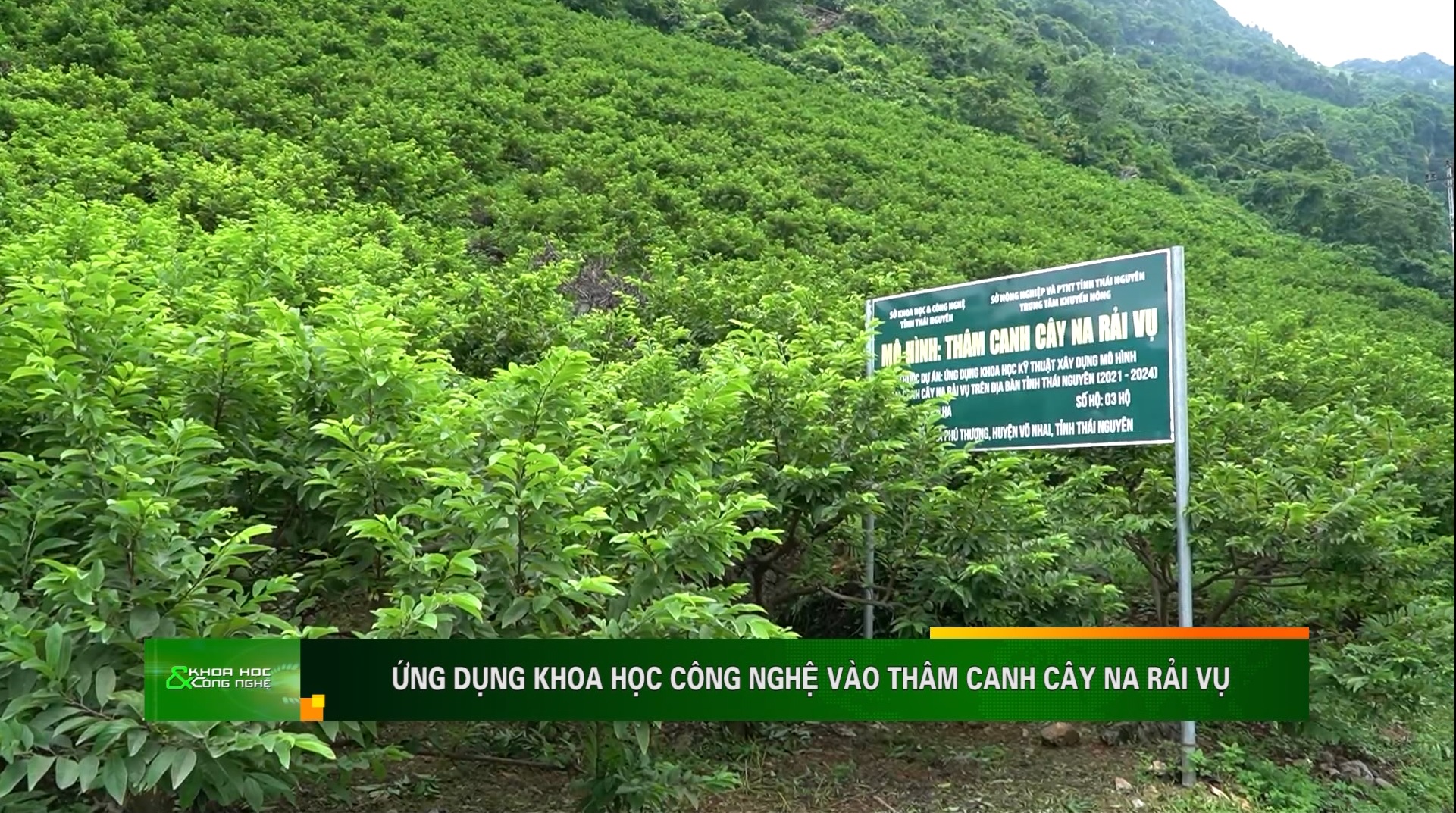 Ứng dụng khoa học công nghệ vào thâm canh cây na rải vụ